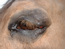 sarcoid eye